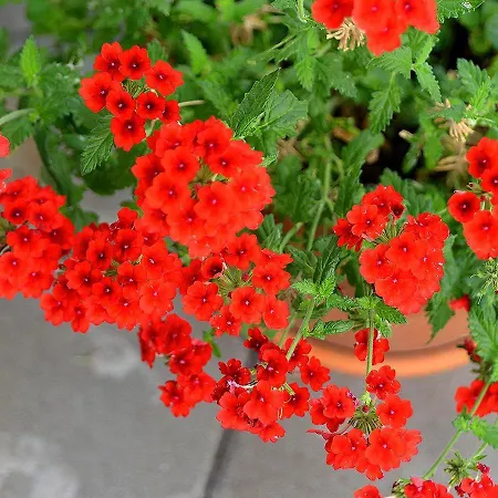 게스트하우스 Josip Cancini 포레치